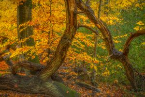 Ahrenshooper Holz