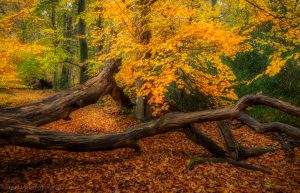 Ahrenshooper Holz