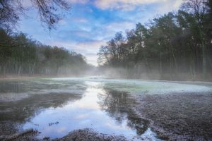Waldlichtung