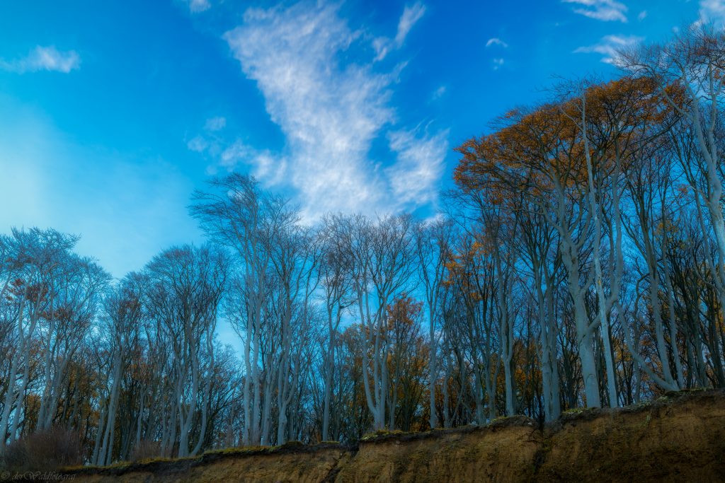 Gespensterwald Nienhagen