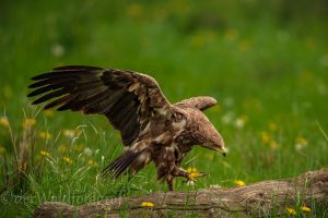Schreiadler