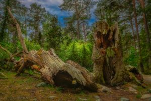 Trollskogen