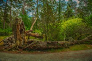 Trollskogen