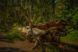 Trollskogen