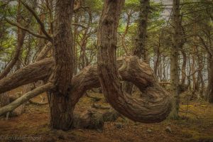 Trollskogen